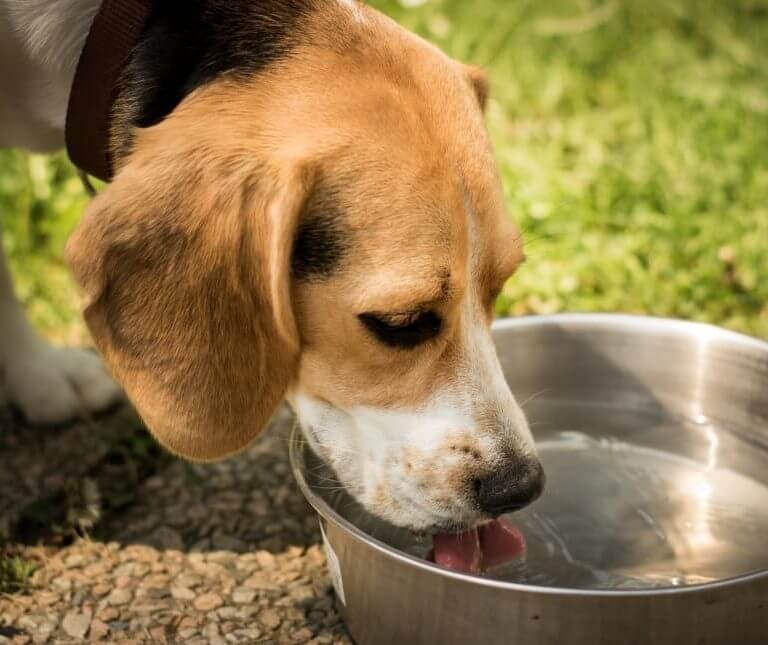 Pup Not Hydrating Enough? How to Trick Your Dog into Drinking Water
