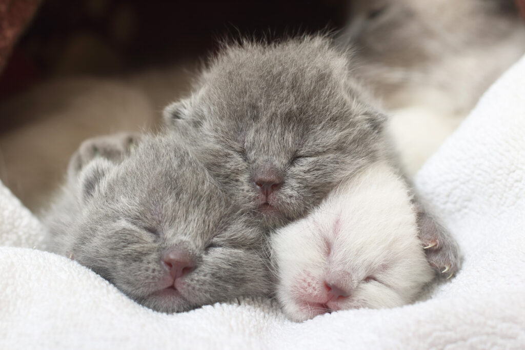 Three tiny kittens