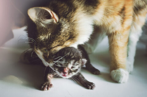 Mother cat picks up her young kitten by the scruff
