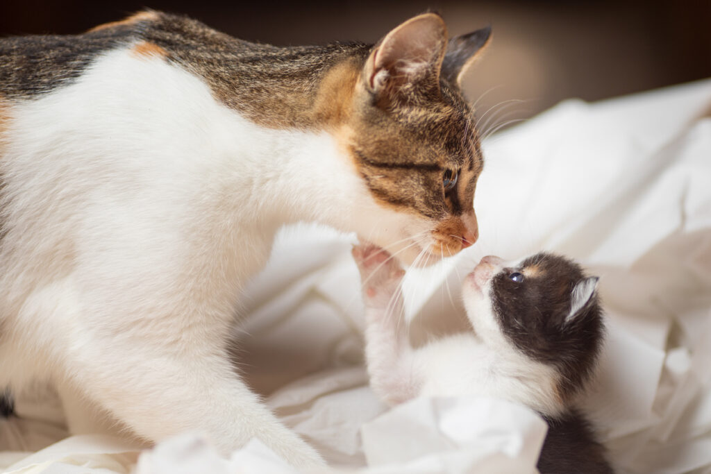 Mother cat and her kitten